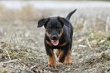 BEAUCERON - PUPPIES 153